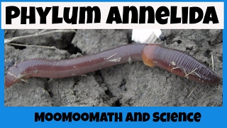 Phylum Annelida Characteristics [upl. by Fadas511]