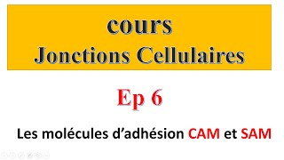 cours jonctions cellulaires Ep6  Les molécules d’adhésion CAM et SAM [upl. by Fortunia]