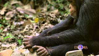 Chimpanzees in its Habitat [upl. by Grieve]