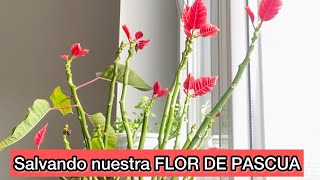 Qué hacer con la planta flor de pascua después de la floración Parte 2 Poda y reproducción [upl. by Eudoca]