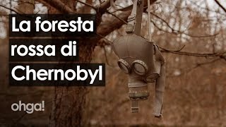 Gli effetti del disastro di Chernobyl sulla natura la storia della quotForesta rossaquot radioattiva [upl. by Davie]