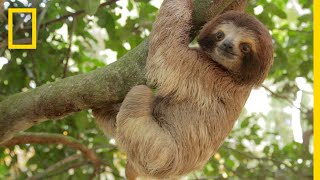 Rainforest  Amazing Facts sights and sounds  Science Videos for kids [upl. by Phyllis]