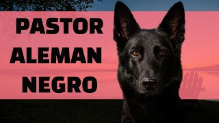 PASTOR ALEMÁN ❤️ Los Más Divertidos Y Lindos Videos De Cachorros Pastor Alemán ❤️ PERROS HERMOSOS [upl. by Geminius]