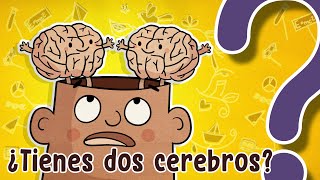 ¿Tienes dos cerebros [upl. by Ocer604]