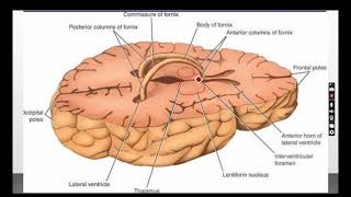 Diencephalon [upl. by Lightfoot105]
