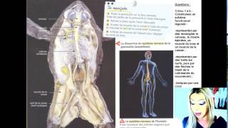 Révision Brevet SVT Système Nerveux [upl. by Widera447]