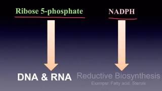 Pentose Phosphate Pathway [upl. by Anitak880]