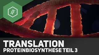 Die Translation  Proteinbiosynthese Teil 3 [upl. by Ennoira]