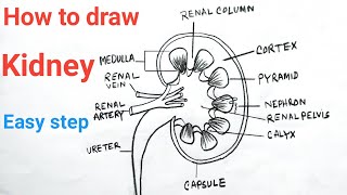 How To Draw Kidney Diagram  Internal Structure Of Kidney  Draw And Label Kidney [upl. by Gapin68]