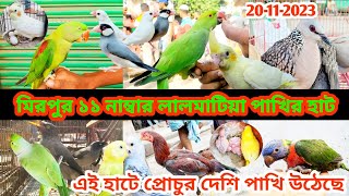 মিরপুর ১১ নাম্বার লালমাটিয়া পাখির হাট  20112023 mirpur 11pakhir hat হাটে প্রোচুর দেশিপাখি উঠেছে [upl. by Matthiew]