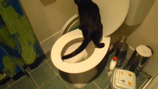 Kitten yes I will use toilet no I wont yes I will nah [upl. by Relyk]