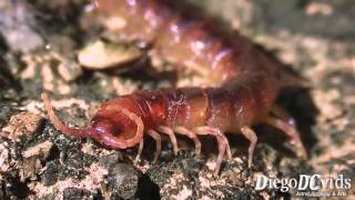 Cryptops hortensis  Centipede Chilopoda  Scolopendromorpha [upl. by Anileuqcaj]