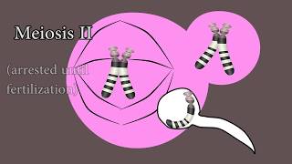 Meiosis and meiotic nondisjunction in trisomy 21 [upl. by Donnelly]