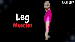 Muscles of the Leg Division Origin Insertion Functions [upl. by Yleoj687]