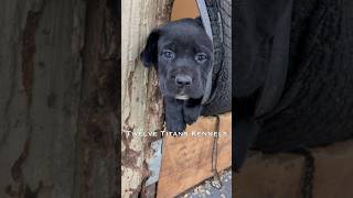 They found an escape hatch 😆 twelvetitanskennels canecorso wasabispetstore [upl. by Dorison]