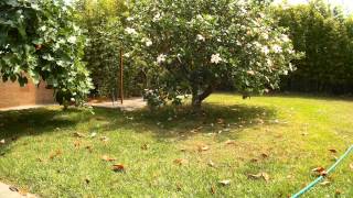 Havanese dog chasing a squirrel  1080p action cam test [upl. by Denoting]