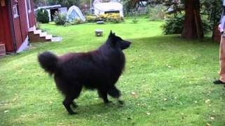 Timber Belgian Shepherd Dog Groenendael quotdancingquot [upl. by Blackmun]