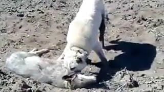 Kangal Completely Destroys A Wolf In An Epic Battle [upl. by Nobel91]