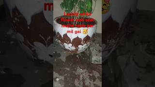 how to aparajita seeds growth 💹subscribelike 👌 [upl. by Ecirtak]