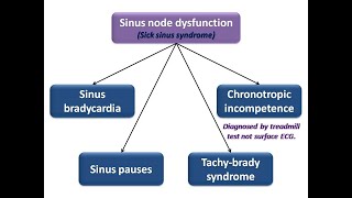 ECG course Sinus node dysfunction Dr Sherif Altoukhy [upl. by Uaerraj]