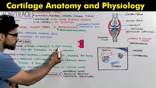 Structure composition and Functions of Cartilage Cartilage Anatomy amp Physiology [upl. by Ivette450]