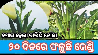 Bhendi chasa odiaଭେଣ୍ଡି ଚାଷ ପ୍ରଣାଳୀ okera farming in odisha [upl. by Kenwrick704]