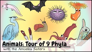 Animals Tour of 9 Phyla [upl. by Eitten]