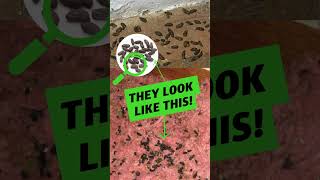 💩 Identifying Feces In Your Home💩 [upl. by Seadon]