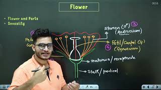 L5 Flower Aestivation amp Placentation  Morphology in Flowering Plants 11th Class Biology ft Vipin [upl. by Esma]