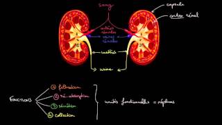 Anatomie et fonctions des reins [upl. by Ardnatal]