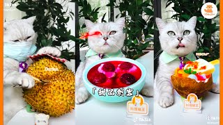 Cats Make Food quotKittyGodquot TikTok Compilation 2022 catsmakefood tiktok Kittygod [upl. by Leban996]