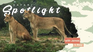 Talamati Pride Reunion  Safari Spotlight 2 [upl. by Aikahc]