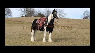 Registered Black amp White Paint Gypsy Shire X Mare For Sale [upl. by Fedak]