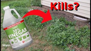 Does using a natural weed killer like vinegar actually work [upl. by Atneciv]