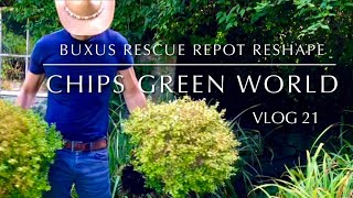 Buxus Topiary Ball Rescue Repot amp Reshape buxus topiary boxwood [upl. by Yekcaj]