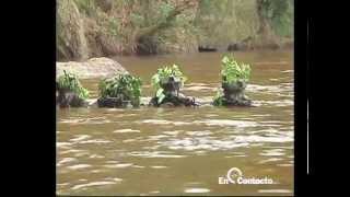 Entrenamiento en agua de los comandos de Fuerzas Especiales Ejército Nacional de Colombia [upl. by Bret]