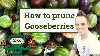 How amp when to prune gooseberries the beginners guide [upl. by Viridis]