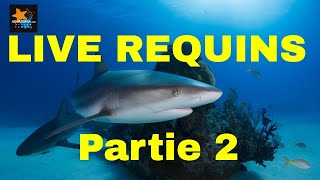 Formation plongée REQUINS Épisode 2  Replay requin formationplongee [upl. by Rad]