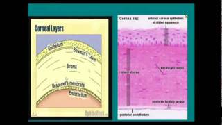 cornea pt1 [upl. by Maccarone]