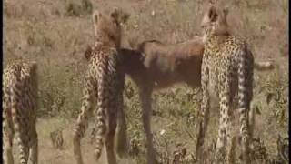 Serengeti National Park Tanzania  Part 2 [upl. by Notsirb]