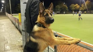 This German Shepherd Dog Is FUNNIER Than You Can Imagine 😂NEW Funny Dog Videos 2024 [upl. by Ecerahs]