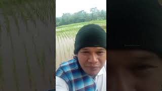 Mengopi di belakang rumah pinggir sawah di desa [upl. by Carleen890]