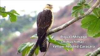 Pigua Milvago chimachima  Colombia [upl. by Grissom437]