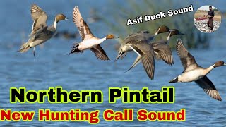 Northern pintail duck new hunting call sound  Pintail duck ki awaz  Northern Pintail Best Sound [upl. by Kcinimod573]