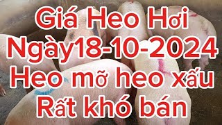 Heo xấu dưới giá 60 vẫn khó bán [upl. by Eiralih376]