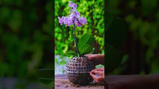 how to make a hanging orchid planter full video [upl. by Ahsienal]