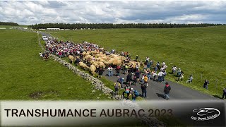 Jour de transhumance en Aubrac [upl. by Ul]