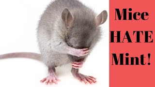 Essential Oils to get Rid of Mice Best Mouse Repellent [upl. by Range]