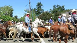 The downtown cattle drive in Pleasanton kicks off the Alameda County Fair [upl. by Oahc219]