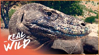 The Mythical Endangered Komodo Dragon  1000 Days For The Planet  Real Wild [upl. by Whitney]